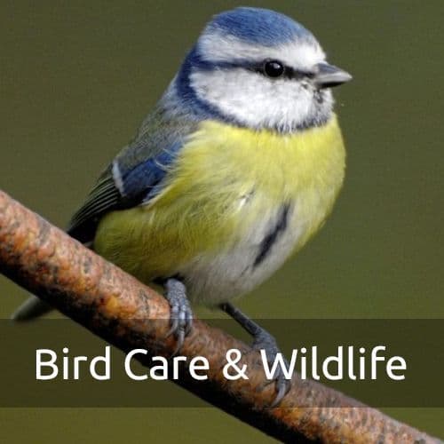 Bird Care & Wildlife
