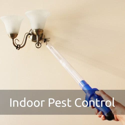 Indoor Pest Control