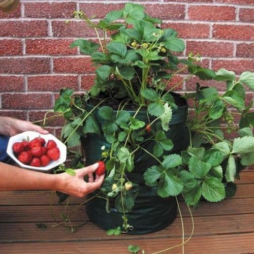 Strawberry Planter £6.99