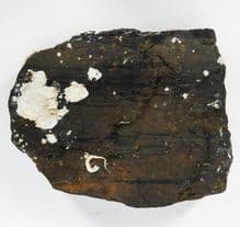 RMS Carpathia Salvaged Piece of Coal & Barnacles from the Wrecksite