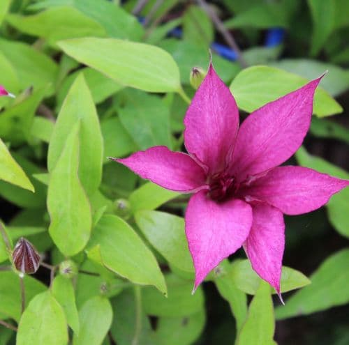Clematis Giselle 3 Litre