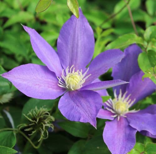 Clematis H.F Young x 3 Litre