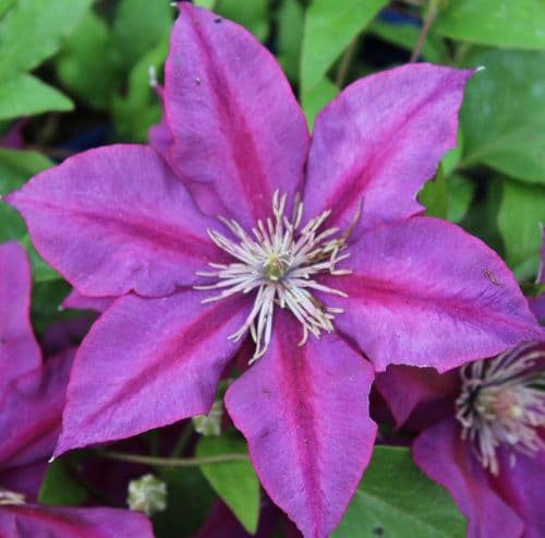 Clematis Picardy x 3 Litre