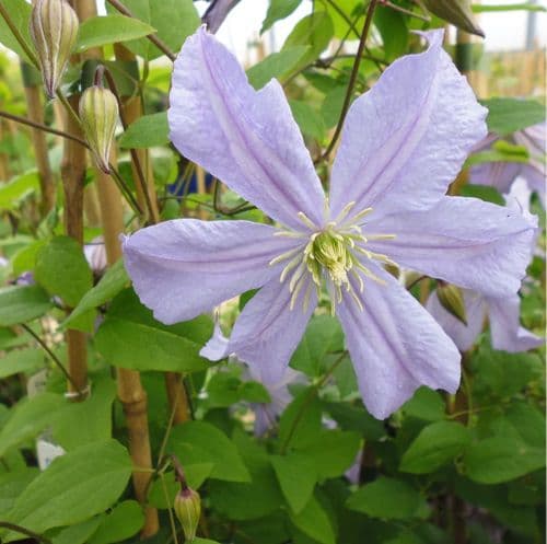 Clematis Prince Charles x 3 Litre