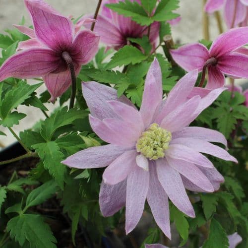 Clematis Rosy O'Grady