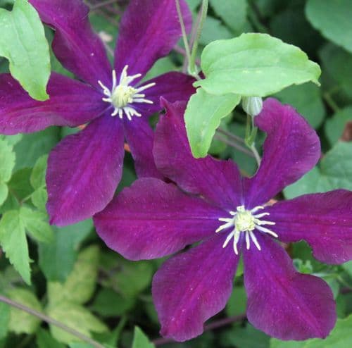 Clematis Warsaw Nike x 3 Litre
