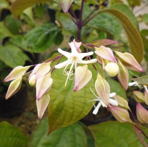 Clerodendrum trichotomum var. fargesii x 3 Litre