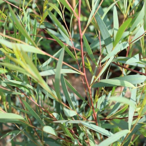 Eucalyptus Moorei Nana