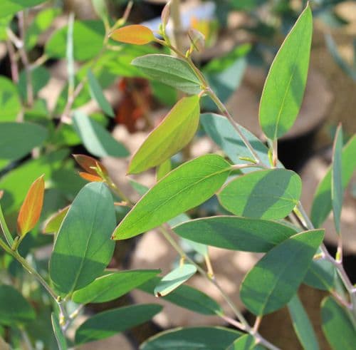 Eucalyptus pauciflora ssp. niphophila 3 Litre
