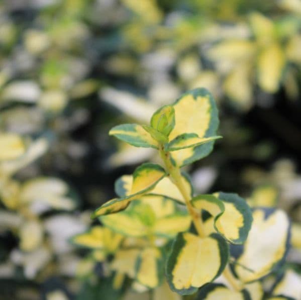 Euonymus fortunei Blondy x 3 Litre