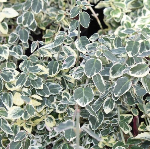 Euonymus fortunei Emerald Gaiety x 2 Litre
