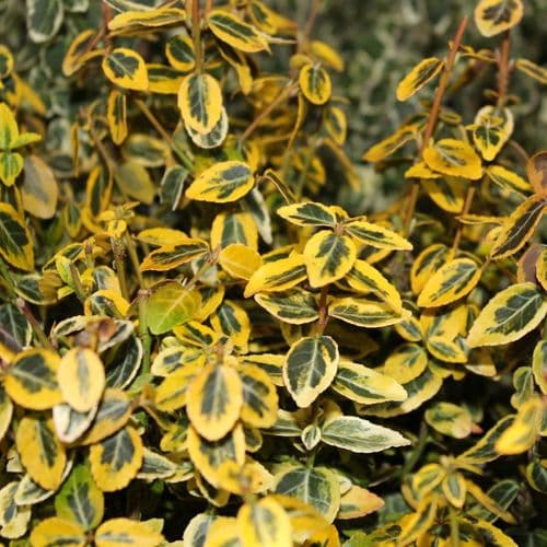 Euonymus fortunei Emerald 'n' Gold x  2 Litre