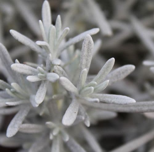 Helichrysum Ambiguum Korma x 3 Litre