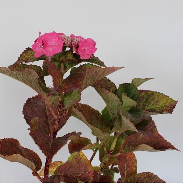 Hydrangea macrophylla Teller Pink x 3 Litre