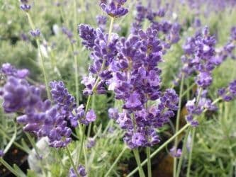 Lavandula (Lavender) angustifolia Imperial Gem x 3 Litre