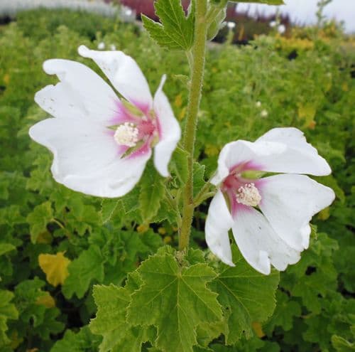 Lavatera x clementii Mary Hope x 3 Litre