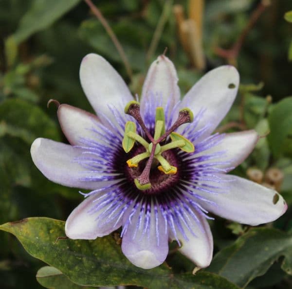 Passiflora Betty Myles Young x 3 Litre