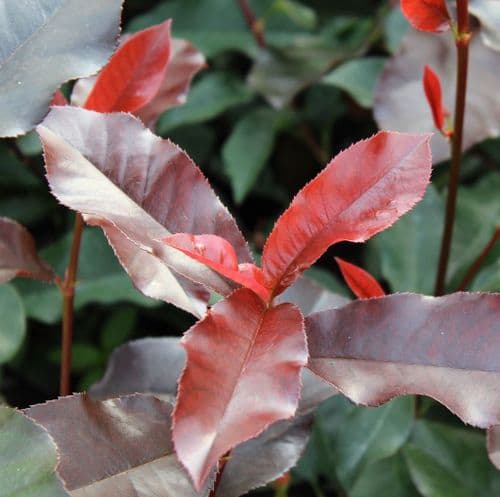Photinia x fraseri Red Select x 3 Litre