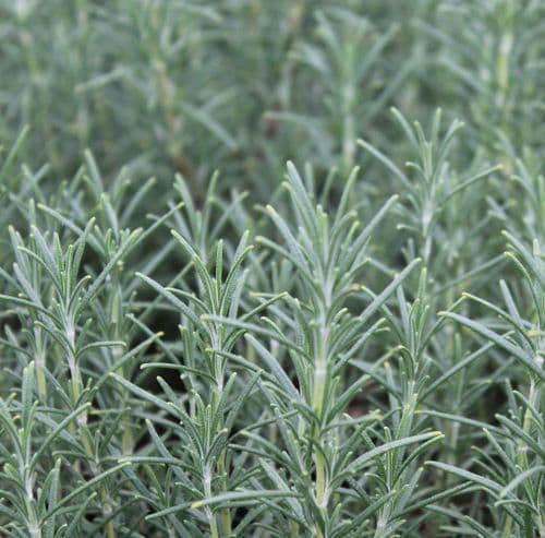 Rosemary officinalis Miss Jessops Upright x 3 Litre