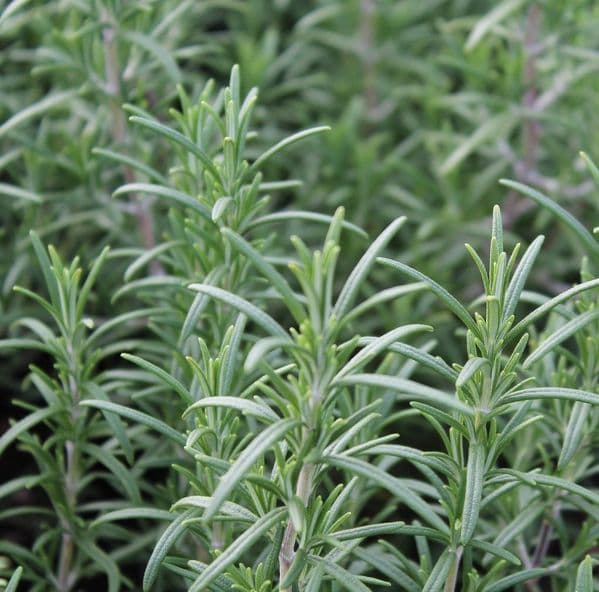 Rosemary officinalis x 3 Litre