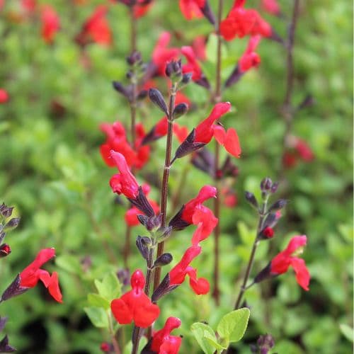 Salvia Red Swing x 2 Litre